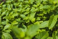 Dense vegetation of healthy mint leaves