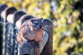 A shallow depth of field shot of a well-fed dassie rock hyrax sitting on a fence post and looking towards the camera begging for