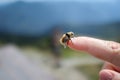 Deer Botfly on Human Finger