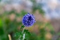 Nice bokeh background isolating deep blue lilac globe thistle flower. Royalty Free Stock Photo