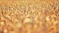 Shallow depth of field - wheat field lit by golden afternoon sun, nice blurred bokeh in foreground / space for text in lower part Royalty Free Stock Photo