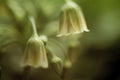 Shallow depth of green and cream flower