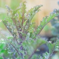 Shallow DOF caterpillar insect crawling on curled kale at raised bed garden in Dallas, Texas, USA Royalty Free Stock Photo