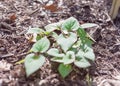 Shallow DOF chameleon bush cultivated on raised bed garden with thick organic matter layer near Dallas, Texas, USA