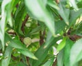 Shallow DOF green young peach fruit on tree with lush green leaves background