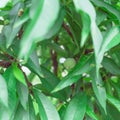 Shallow DOF green young peach fruit on tree with lush green leaves background