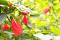 Shallow DOF red hibiscus flower and buds in Vietnamese garden fence Royalty Free Stock Photo