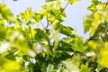 Shallow DOF vine sprout with young grape cluster Royalty Free Stock Photo