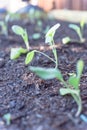 Shallow DOF young broccoli leaves with water drops growing on organic kitchen garden Royalty Free Stock Photo