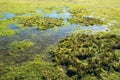 Shallow flood water remains on grass field in swamp area in early Spring Royalty Free Stock Photo