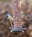 Shallow focus of an adorable Eurasian blue tit bird clicking the hazelnuts from the feeder