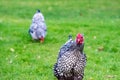 Shallow focus of an adult silver-laced wyandotte hen seen running to the camera. Royalty Free Stock Photo