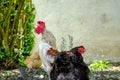 Shallow focus of an adult Wyandotte Rooster seen during the middle of his crowing.