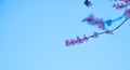 Shallow focus of Armenian plum flowers blooming on a tree branch against a blue sky