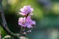 Shallow focus of Armenian plum flowers blooming on a tree branch