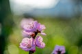 Shallow focus of Armenian plum flowers blooming on a tree branch Royalty Free Stock Photo