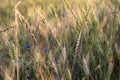 Shallow focus barley with cornflowers Royalty Free Stock Photo