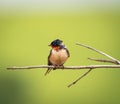 Shallow focus of Barn swallow bird perched on a tree twig with blurred green background Royalty Free Stock Photo