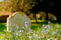 Shallow focus of beautiful blue flowers seen growing in late spring in a church yard. Royalty Free Stock Photo