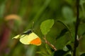 Shallow focus of a beautiful orange and yellow butterfly on a plant Royalty Free Stock Photo