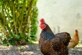 Shallow focus of a beautiful Wyandotte hen seen in a private garden.