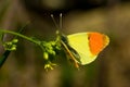 Shallow focus of a beautiful yellow and orange butterfly on the plant Royalty Free Stock Photo