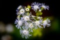 Shallow focus of Billygoat weed flower in the garden with blurbackground