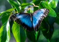 Shallow focus of a blue butterfly on green leaves in Desert Botanical Garden in Phoenix, Arizona Royalty Free Stock Photo