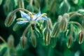 Shallow focus of Borage starflower flowers with blur background in the garden