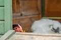 Shallow focus of a broody free range Hen seen sitting on a clutch of eggs in a makeshift hen house