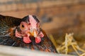 Shallow focus of a broody free range Hen seen sitting on a clutch of eggs in a makeshift hen house