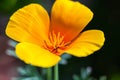 Shallow focus of a California poppy, Eschscholzia California yellow flower Royalty Free Stock Photo