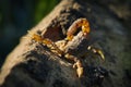 Shallow focus closeup of a scorpion on a rock