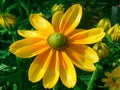 Shallow focus closeup shot of a Black-eyed Susan flower in a garden Royalty Free Stock Photo