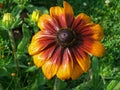 Shallow focus closeup shot of a Black-eyed Susan flower in a garden Royalty Free Stock Photo