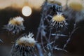 Shallow focus closeup shot of blown dandelion flowers Royalty Free Stock Photo