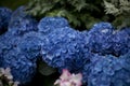 Shallow focus closeup shot of blue Hydrangea flowers in a garden Royalty Free Stock Photo