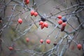 Shallow focus closeup shot of branches of Rose Hip