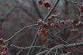 Shallow focus closeup shot of branches of Rose Hip covered in frost