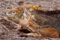 Shallow focus closeup shot of a Conolophus Iguana lying in dry twigs