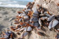 Shallow focus closeup shot of goose barnacles on a log in the beach