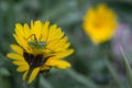 Shallow focus closeup shot of the grasshopper on the yellow calendula arvensis flower Royalty Free Stock Photo