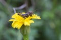 Shallow focus closeup shot of the grasshopper on the yellow calendula arvensis flower Royalty Free Stock Photo