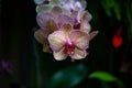 Shallow focus closeup shot of Moth Orchid flowers in a garden Royalty Free Stock Photo