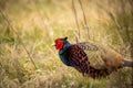 Shallow focus closeup shot of a pheasant bird in a field Royalty Free Stock Photo