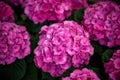 Shallow focus closeup shot of purple Hydrangea flowers in a garden Royalty Free Stock Photo