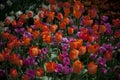 Shallow focus closeup shot of red and purple tulips in a garden Royalty Free Stock Photo