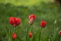 Shallow focus closeup shot of red tulips in a green garden Royalty Free Stock Photo