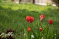 Shallow focus closeup shot of red tulips in a green garden Royalty Free Stock Photo