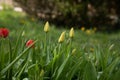 Shallow focus closeup shot of red and yellow tulips in a green garden Royalty Free Stock Photo